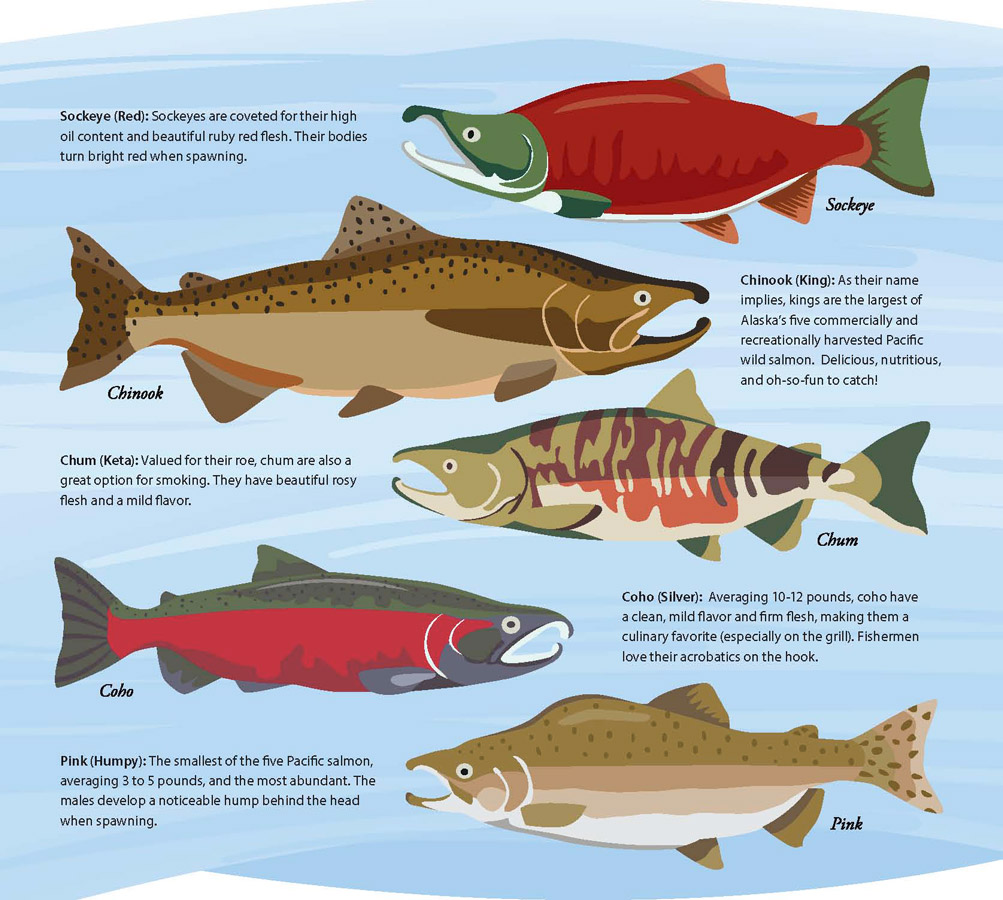 https://ediblealaska.ediblecommunities.com/sites/default/files/images/article/chasin-salmon-1.jpg
