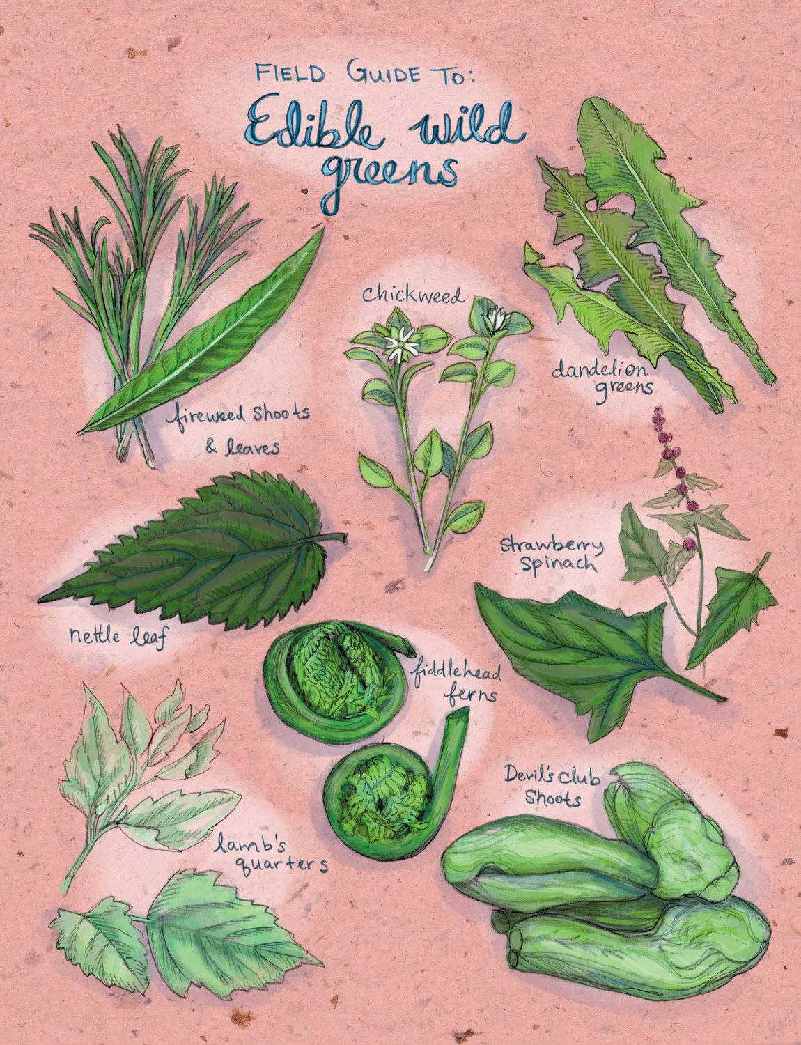 Field Guide To Edible Wild Greens Edible Alaska