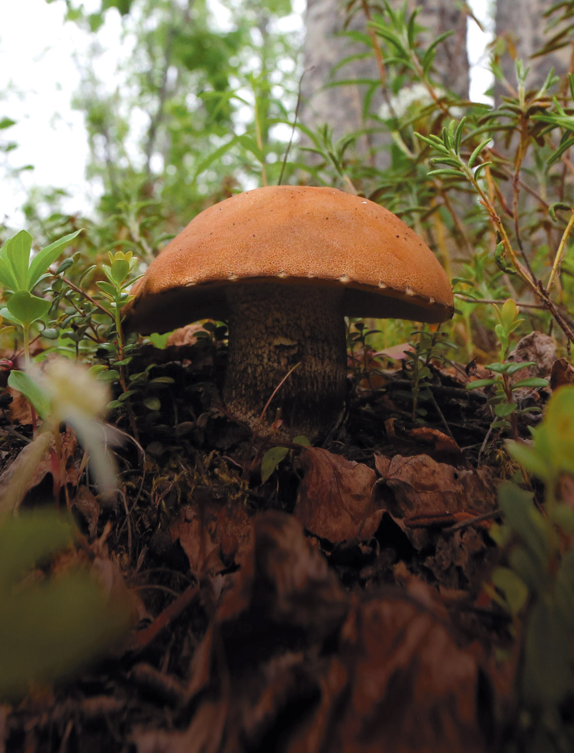 Alaska Mushrooms: Uncovering the Edible Delights