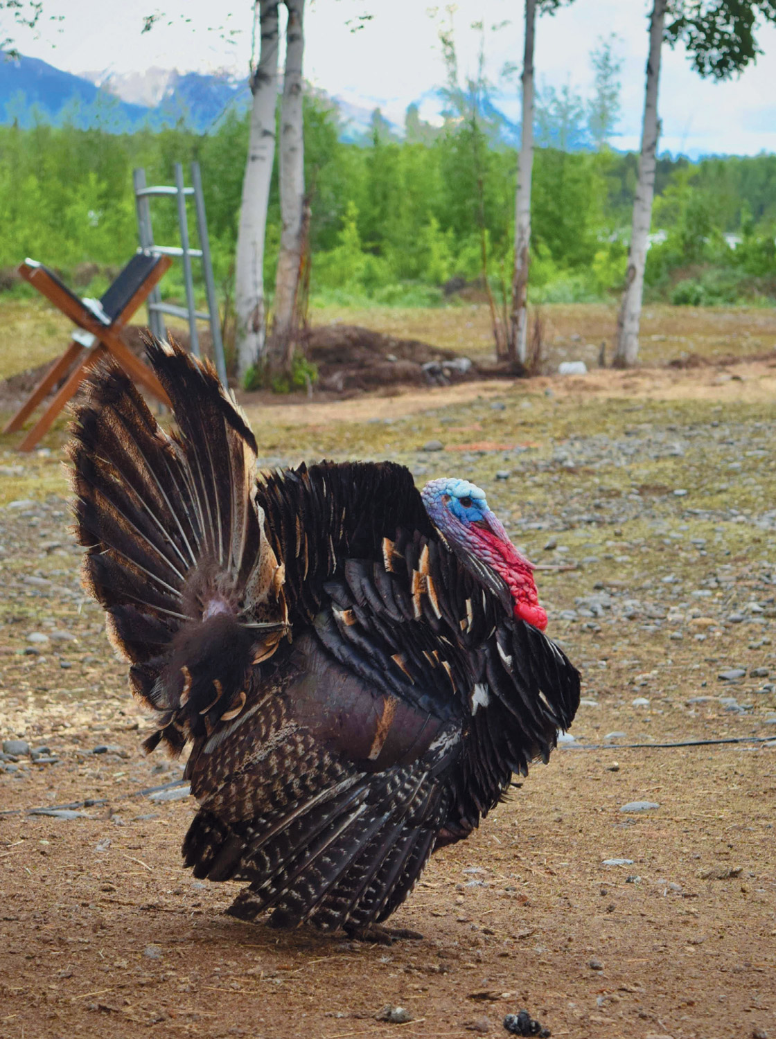 Turkey Facts | Edible Alaska