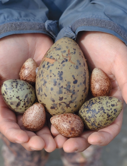 seagull eggs