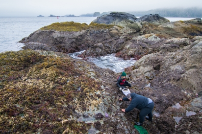 Harvesting Seaweed and Gumboots