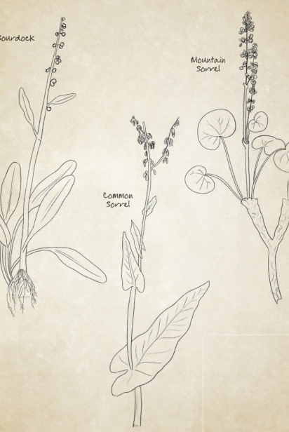 Illustrations: Mountain sorrel, Oxyria digyna; Sourdock, Rumex arcticus; Garden sorrel, Rumex acetosa.