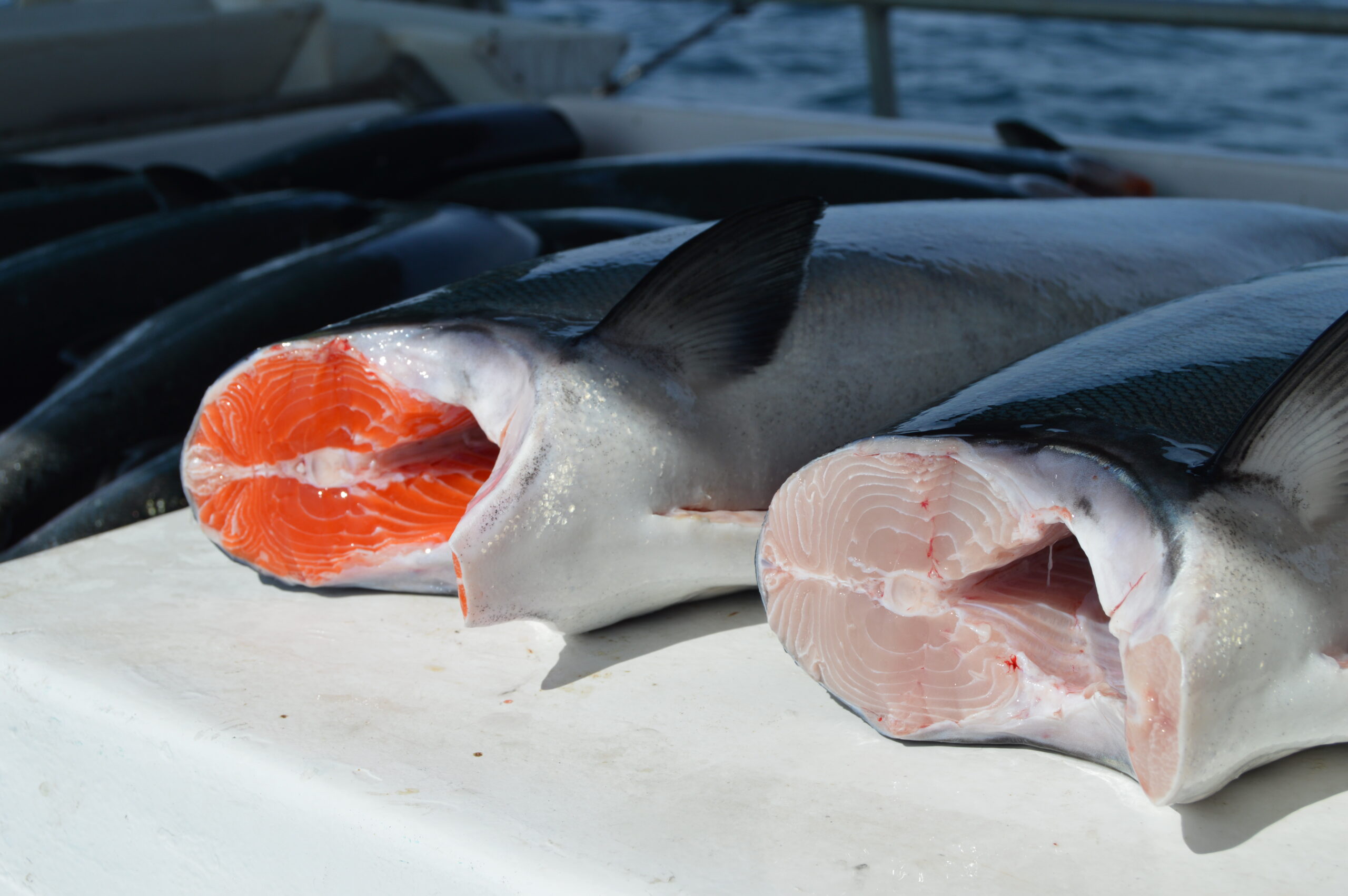 Wild Alaska King Salmon