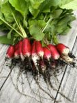 bunch of Alaska radishes.jpg