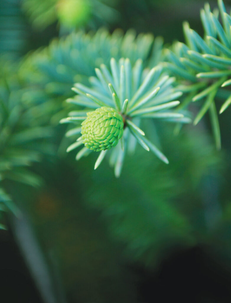 tip-off-the-old-spruce_001.jpg