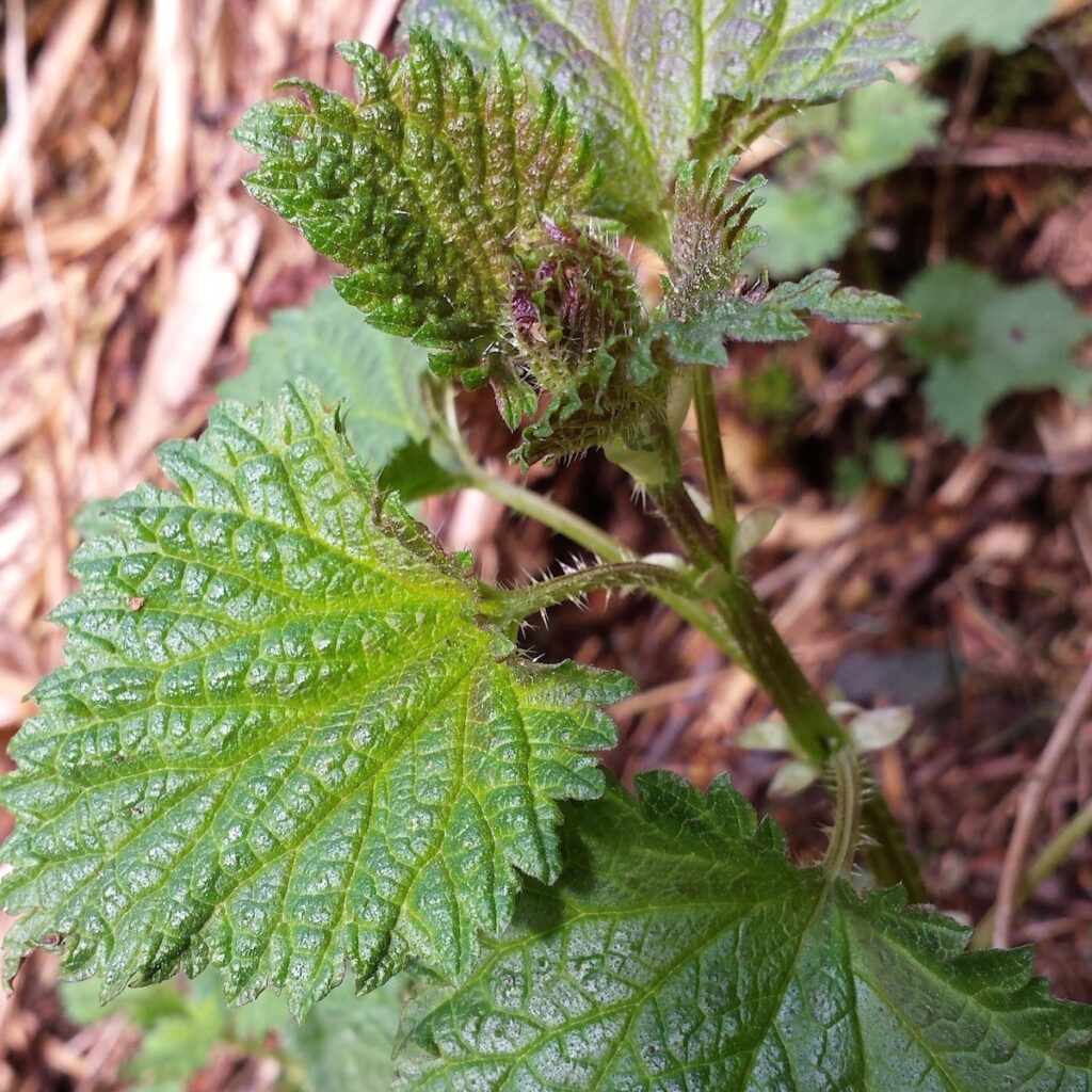 Nettles 13.jpg