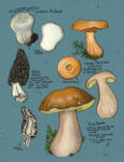 mushrooms-for-winter-gatherings-1.jpg