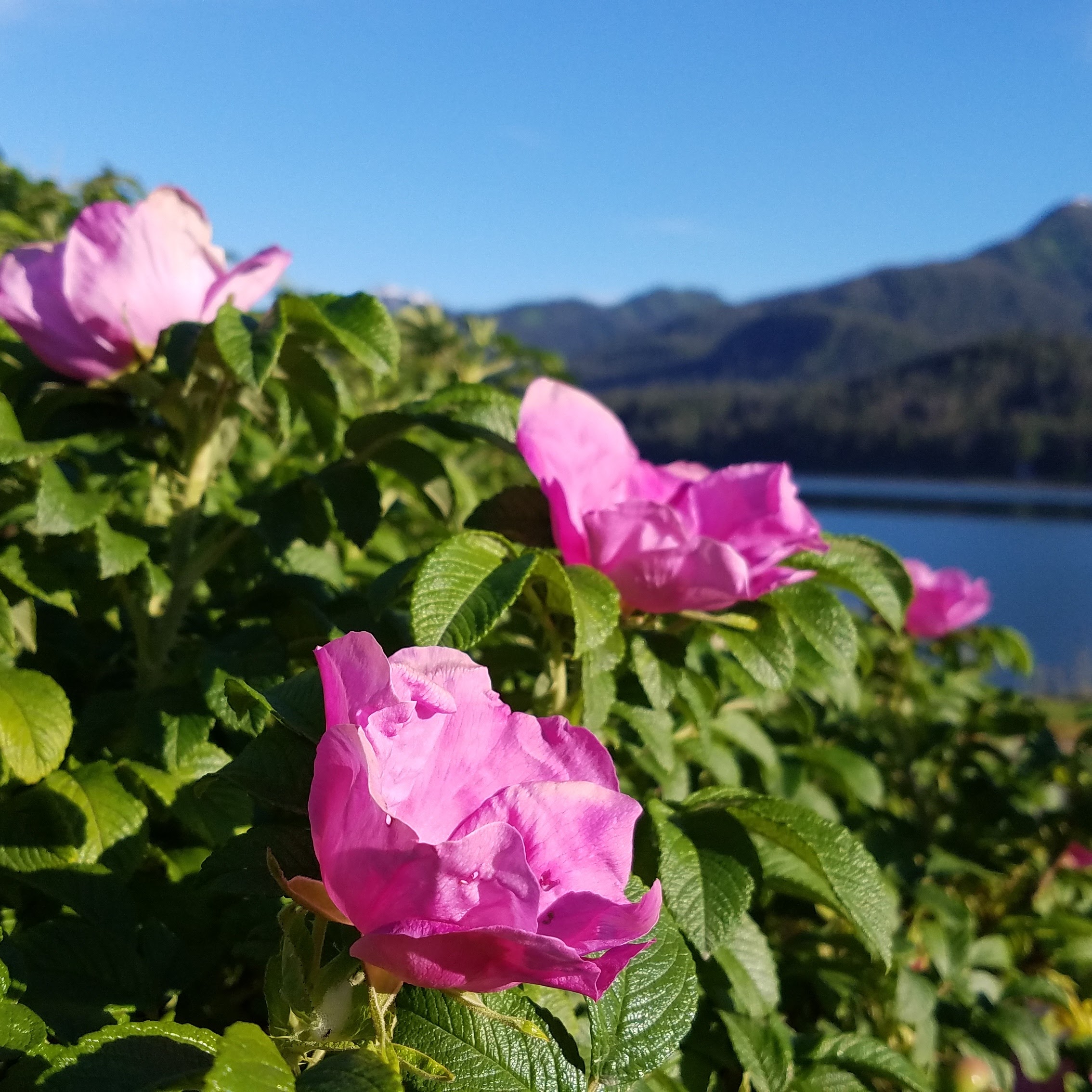 wild about roses.jpg