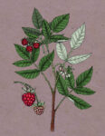 Edible_raspberries_sm.jpeg