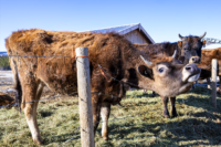 Screenshot 2024-05-18 at 4.06.15 PM.png