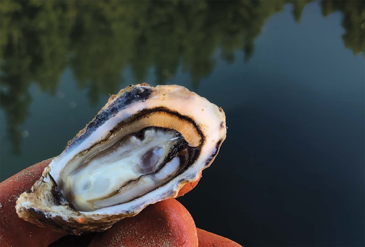 Grilled Alaska Oysters with Fiddlehead Compound Butter