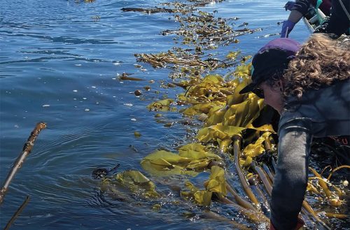 Harvesters bring bull kelp from Sea Quester Farms onto their boat. Photo courtesy of Sea Quester Farms.